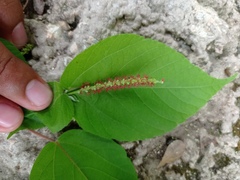 Acalypha langiana