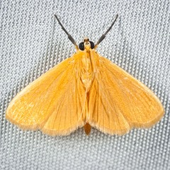 Phaedropsis
