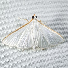 Diaphania costata