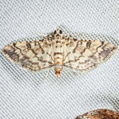 Hileithia approprialis