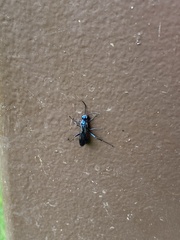 Chalybion zimmermanni