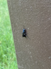 Chalybion zimmermanni