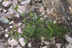 Cryptantha pterocarya pterocarya