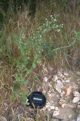 Galium stellatum