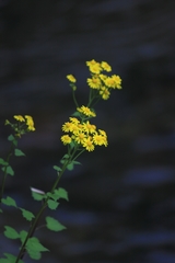 Sinosenecio oldhamianus