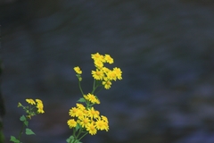 Sinosenecio oldhamianus