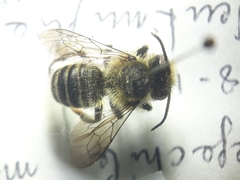 Megachile melanopyga