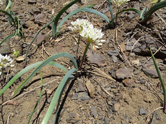 Allium tolmiei