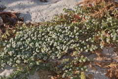 Euphorbia leucophylla
