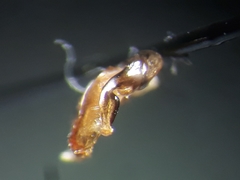 Megachile melanopyga