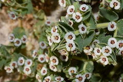 Euphorbia leucophylla