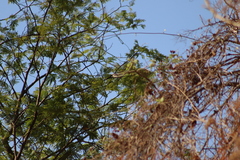 Vireo hypochryseus