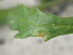 Puccinia lagenophorae
