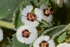 Euphorbia leucophylla