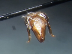 Megachile melanopyga