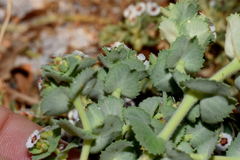 Euphorbia leucophylla