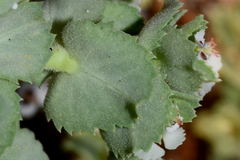 Euphorbia leucophylla