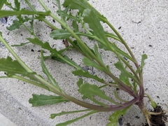 Puccinia lagenophorae