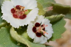 Euphorbia leucophylla