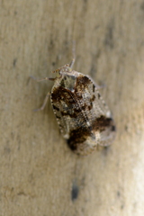 Cixius cunicularius