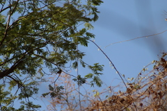 Vireo hypochryseus