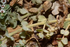 Euphorbia leucophylla