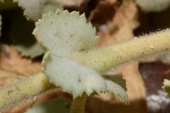 Euphorbia leucophylla