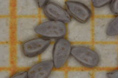 Euphorbia leucophylla