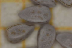 Euphorbia leucophylla