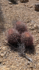 Homalocephala polycephala