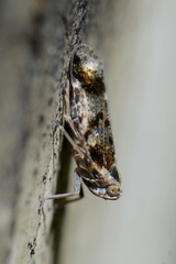 Cixius cunicularius