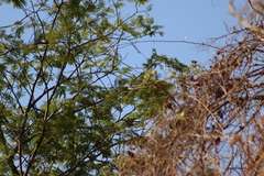 Vireo hypochryseus
