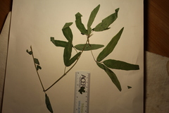 Desmodium paniculatum paniculatum