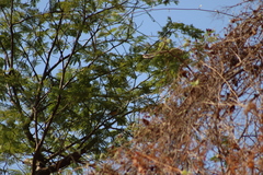 Vireo hypochryseus