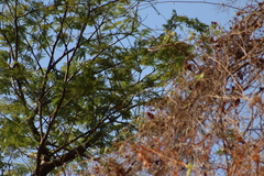 Vireo hypochryseus