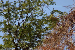 Vireo hypochryseus