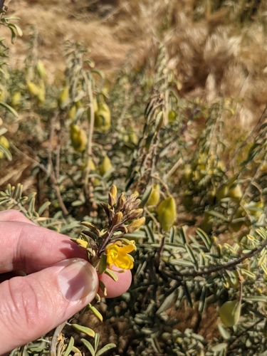 Cleomella arborea