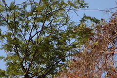 Vireo hypochryseus