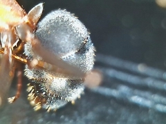 Formica ciliata