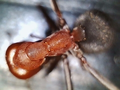 Formica ciliata