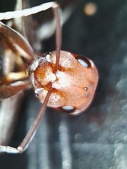 Formica ciliata