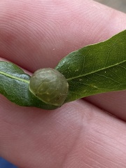 Dryocosmus quercuslaurifoliae