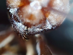 Formica ciliata