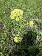 Polytaenia nuttallii