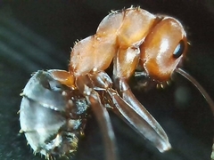Formica ciliata