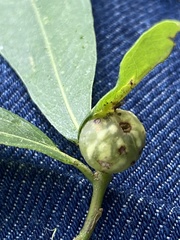 Dryocosmus quercuslaurifoliae