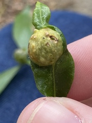 Dryocosmus quercuslaurifoliae