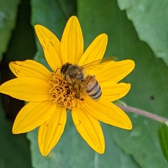 Apis mellifera