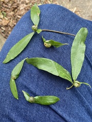 Dryocosmus quercuslaurifoliae