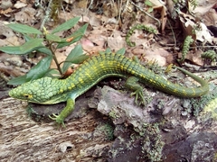 Abronia graminea
